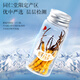 Tongrentang Brand Beijing Tongrentang Fresh Cordyceps Cordyceps Fresh Cordyceps Boîte cadeau Unbreakable Grass Cadeaux aux anciens 1 boîte 81G 3A Cordyceps frais 100 0,8-1g / pièce / pièce