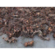 Freshly dug golden buckwheat, Chinese medicinal material, wild buckwheat seedlings, golden buckwheat roots, wild buckwheat, Chinese medicinal material, wild buckwheat seedlings, Jin Qiao wheat, Jin Jin equal to 0.5 kg, with fibrous roots