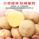 Jingxiansheng Enshi small potatoes net weight 4.5Jin Jin equals 0.5kg Single fruit 30-100g Fresh yellow potatoes Straight from the source of potatoes