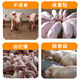 Bantewang pig day length substitutes premixed fattening and weight gain king mixed feed additives to fatten pigs and promote growth. One bag __ 2.5 kg