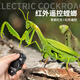 矢向遥控螳螂电动仿真玩具抖音整蛊神器蟑螂男孩会动的蜘蛛爬行小动物 [经典版-遥控瓢虫]红色款9922 官方标配