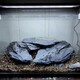 Fish tank stone ornamental stone original tank black gold fine schist turtle basking back schist landscaping platform fish tank climbing pet vacation 10Jin Jin equals 0.5kg small stone pile 5-10cm