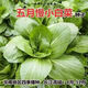 Shanghai green seeds for four seasons, small green vegetables, chicken feathers, fast vegetables, small cabbage, rape, heat, moisture and cold resistance, field use, original authentic May slow seeds, about 3600 capsules, 3 packs