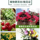 5 Jin Jin is equal to 0.5 kilograms of potassium dihydrogen phosphate foliar fertilizer genuine potassium dihydrogen phosphate official store agricultural fertilizer tree vegetable flower fertilizer 10 Jin Jin is equal to 0.5 kilograms in barrels