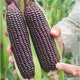 National Approval Corn Seed Sweet Waxy Corn Seed Hybrid Corn White Corn National Approval Corn Seed Black Sweet Nuo 631 Corn Seed 200g