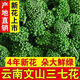 北京同仁堂三七花云南文山特级野生四年生田七花养生茶 精选四年新花250克