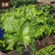Beishu lettuce seeds, four-season home planting vegetable seeds, balcony planting, Zhuo Crisp glass lettuce seeds, about 2,000 pieces