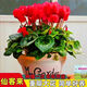 Large flower Cyclamen seeds Cyclamen potted seeds New Year's Eve plants flowers balcony can be potted to bloom in all seasons Cyclamen seeds national red BVD263 new seeds 1 pack of about 105 seeds Song Song