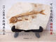 2025 new Liaoxi natural wolf fin fish fossils placed in stone animals retro paleontology science popularization specimens DB1047 with bracket
