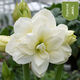 Imported amaryllis seed bulbs, large ball potted flower seedlings, double amaryllis seeds with buds for all seasons, green plants and flowers 9. Green field bulb circumference 15-18cm
