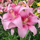 Lily bulbs, perfume lilies, bloom in all seasons and are good for feeding flowers and plants, indoor and outdoor flower seedlings, potted flower seeds, mix and match your choice of 5 balls in a package.