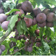 Wholesale bee sugar plum seeds are delicious, sweet and sour, simple and easy to grow plum seeds, delicious and good bee sugar plum seeds (new species), selected mixed colors, half a pack of about 2 seeds