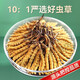 Beijing Tongrentang Quality Tibet Direct Faquenna Cordyceps High-altitude Cordyceps Warm Dry Goods 100g Gift Box 5g Canned