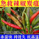 Zhonggu Nongkang (ZGNK) pepper special fungicide, agricultural disinfection and sterilization virus, anthrax disease, rolled leaf dead seedlings, rotten roots and rot fungicides, pepper pathogen cleaner 8 bags, the first choice for large growers