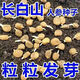 Changbai Mountain ginseng seeds are planted all year round in potted Northeastern American ginseng seeds, herbal medicinal seeds, 50 new seeds + fertilizer (100% germination rate)