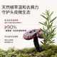 roye若也【龚俊同款】去屑止痒洗发水控油清爽青蒿植萃洗发液236ml