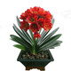 Four Seasons Clivia potted plant with buds, old seedlings, large and small seedlings, flower plants, indoor flowers and green plants, round-headed monks, Chinese red 9-11 leaves, flowering in the current year, 5 years old seedlings