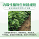 Guoguang methylphenidate, methylphenidate, methylphenidate, methylphenidate, cotton dwarf, growth-retarding, plant-derived pesticide growth regulator 200ml