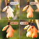 Fashion accessories color-changing roast duck UV temperature sensitive color-changing roast duck pendant bag pendant car keychain jewelry color-changing roast duck-resin type-1 piece