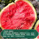 Dayu Lazy Man Watermelon Seed Seedlings Extra Large Suitable for Early Maturing Lazy People in the South 8424 Kirin Melon Meidu Seedless Fruits and Vegetables Meidu Watermelon Seeds 25 capsules