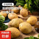 Fresh potatoes are dug and found, Shandong's authentic yellow heart and yellow flesh, seasonal vegetables, potatoes and potato chips, 3 taels each, Shandong potatoes in boxes, 3 Jin Jin equal to 0.5 kg, Zhongdaguo