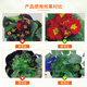 Guoguang Kangxiu 0.1% S-induced toxin for flower seedlings to prevent cold, freeze, drought, salt and alkali antifreeze conditioner. Excellent price for the whole box. Guoguang Kangxiu 1L*12 bottles