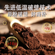 Gu Shitang Break Wall Ganoderma Lucidum Spore Powder Boad Boîte Amélioration Immunité Produits Nutritional Products Nutritional Tonics adaptés aux personnes âgées [Gift Gift Triterpènes 16G Polysaccharide 2G] 60 sacs * 1 boîte