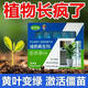 Flower Village Chang Plant Regeneration Agent Chuangying Selected Green Plant Potted General Fertilizer Yellow Growth Nutrient Solution Plant Essence Five Boxes