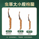 Cordyceps sinensis cordyceps sinensis tibetanische schneebedeckte cordyceps 2 Gramm Trockenwaren Cordyceps Geschenk 60 gute Produkte 60 Geschenkboxen [Spezifikationen 3 Gramm 1 Gramm]