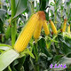 Fruit corn seeds super sweet fresh edible big stick without residue Beijing Sihai Seed Industry Golden Crown 597 corn seed original Golden Crown 597 fruit corn 100g X2