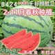 8424 Kirin watermelon seeds, seedless, high-yielding rock sugar, lazy watermelon seeds, southern four-season vegetable and fruit seeds, Huayu original color pack, 3 packs, about 150 capsules