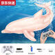 奇立彩电动遥控海豚无线2.4G水上机械仿真儿童戏水玩具船可下水鲨鱼鲸鱼 38CM遥控粉色海豚带头灯遥控器升 标配