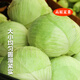 Plateau summer vegetables, fresh cabbage, green cabbage, cabbage, cabbage, seasonal vegetables, healthy and nutritious breakfast, 3 Jin Jin equals 0.5 kg, boxed farm food