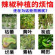 Zhonggu Nongkang (ZGNK) pepper special fungicide, agricultural disinfection and sterilization virus, anthrax disease, rolled leaf dead seedlings, rotten roots and rot fungicides, pepper pathogen cleaner 8 bags, the first choice for large growers