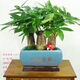 
The wealth tree opens and moves to give gifts. Pot plants, flowers, indoor formaldehyde absorption, small bonsai, large-sized Caiyuan Guangjin (1517 green silk) three, good with potted plants