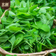 Beishu Pea Tip Seeds Needless Pea Sprouts Large Leaf Spring Four Seasons Rapeseed Needless Pea Tip Seeds 100g