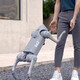 宇树现货Unitree 语音AI大模型机器狗具身智能仿生陪伴四足机器人 Go2-Pro