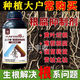 Yunfeng Harvest Root Rot Inhibitor Root Rot Nemesis Yellow Leaf Rot Root Damping-Down Dead Tree Stem Base Rot Strong Root Activation Soil Factory Direct Sales 2 Bottles * 2000g + Measuring Cup + Get 10% off for fake ones