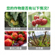 Green Long Glucose Titanium Glucose Peptide Vegetable and Fruit Foliar Fertilizer Water-Soluble Fertilizer Coloring and Sweetness Promotes Growth Organic Water-Soluble Fertilizer 1000g