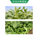 Yiershuangfeng 30.2% bud inhibitor tobacco topping inhibits axillary bud growth, tissue cell division, plant growth regulator 500g