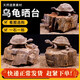 Wen Shiou Schildkröte Sonnenstein Naturholz Fossile Fischtank Landschaft Stein Rockerie Ornamente Aquarium Rohstein Drei Seen südamerikanische dekorative Steinholz Fossil 9273