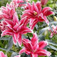 Lily bulbs, perfume lilies, bloom in all seasons and are good for feeding flowers and plants, indoor and outdoor flower seedlings, potted flower seeds, mix and match your choice of 5 balls in a package.