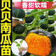 Authentic Chestnut Flavor Real Beibei Pumpkin Seedlings with Soil for Four Seasons Potted Honey Old Pumpkins, Take 3 + 3 Trees (6 Plants in Total) (Grade A) Beibei Pumpkin Seedlings (Strong Seedlings)