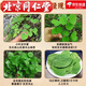 Peking Tongrentang Gansu kleines Blatt-Epimedium Chinesische medizinische Materialien, die in Wein in tiefen Bergen, drei Zweigen und neun-Blatt-Gras-Schäferhäusern, wilde kleine Blatt-Epimedium-Blätter eingeweicht wurden [50 g]