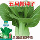 Shanghai green seeds for four seasons, small green vegetables, chicken feathers, fast vegetables, small cabbage, rape, heat, moisture and cold resistance, field use, original authentic May slow seeds, about 3600 capsules, 3 packs