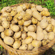 Banshu Fresh Potatoes Guizhou Specialty Alpine Potatoes Potatoes Yellow Skin Yellow Heart Potatoes Farm Homegrown Vegetables Yellow Skin Potatoes 5Jin Jin equals 0.5kg (net weight)