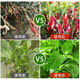 Zhonggu Nongkang (ZGNK) pepper special fungicide, agricultural disinfection and sterilization virus, anthrax disease, rolled leaf dead seedlings, rotten roots and rot fungicides, pepper pathogen cleaner 8 bags, the first choice for large growers