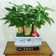 
The wealth tree opens and moves to give gifts. Pot plants, flowers, indoor formaldehyde absorption, small bonsai, large-sized Caiyuan Guangjin (1517 green silk) three, good with potted plants