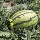 Khaki Selenium Sand Large Melon Seeds Oval Flower Skin Seed Lazy Man Watermelon Seeds Fusarium Wilt Resistance Resistant to Repeated Cropping Selenium Sand Large Melon 70g Canned