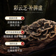
WILAKON/Weilekang Blambi Ganoderma Spore Powder Capsules Enhance Immunity Postoperative Radiation and Chemotherapy for Middle-aged and Elderly Nutritional Products 360 Tablets/Box